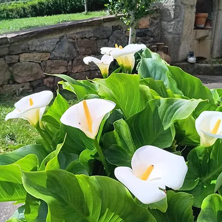 Malvasia - Adults Only Hotell