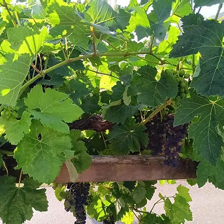 Malvasia - Adults Only فندق Cabezón de Liébana